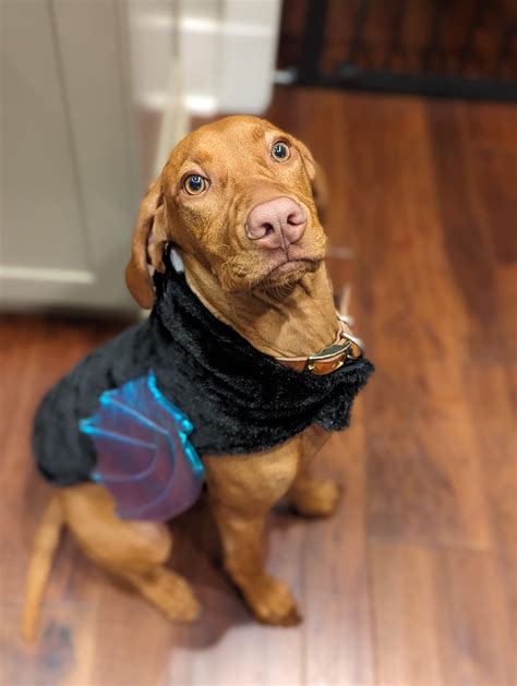 Halloween Costumes Rvizsla