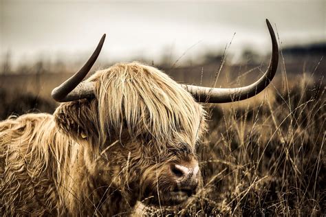 Highland Cow Wallpapers - Top Free Highland Cow Backgrounds ...