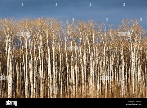 Aspen Parkland Hi Res Stock Photography And Images Alamy