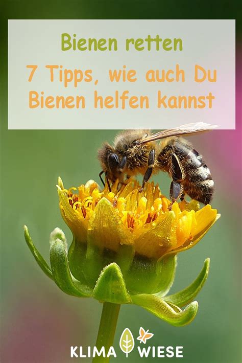 Bienen Retten 7 Tipps Wie Auch Du Bienen Helfen Kannst Bienen