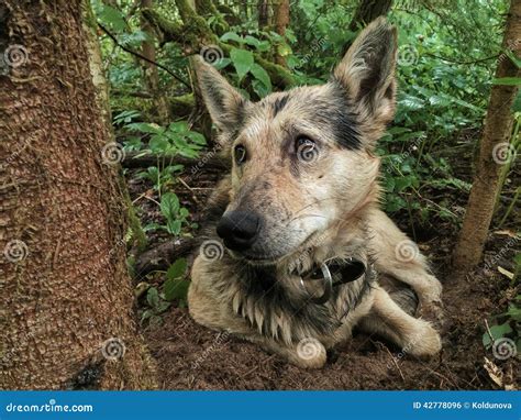 Sad Dog Stock Photo Image Of Lying Ground 42778096