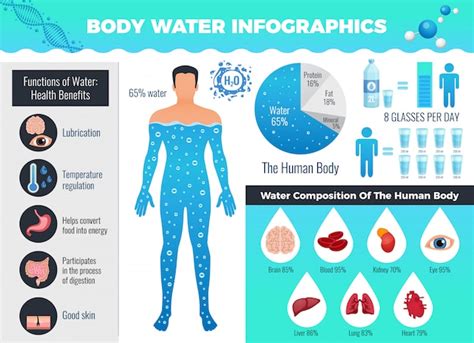 Lichaam En Water Infographic Set Met Waterbalans Platte