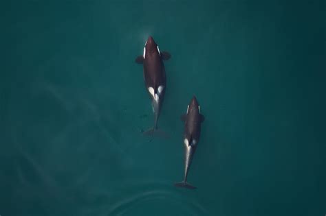 Detecting killer whale pregnancies from the air | Raincoast