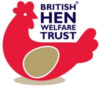 Top Tips On Handling Chicken Bullying British Hen Welfare Trust