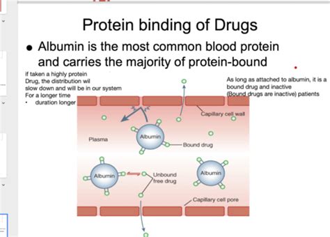 Pharmacokinetics Distribution And Metabolism And Excretion Flashcards