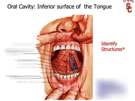 Oral Cavity Inferior Surface Of The Tongue Diagram Quizlet