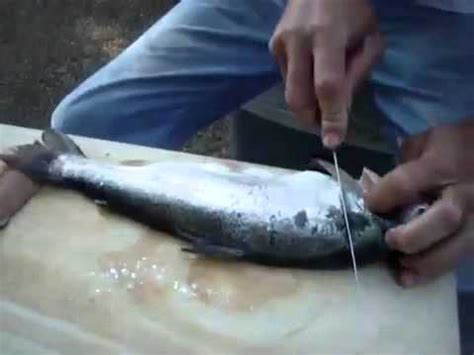 How To Fillet A Rainbow Trout YouTube