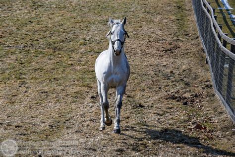 てつ Nikon D7500 On Twitter こちらへ駆け寄ってくるシップ ω 種付けがあると察知したようです。 撮影