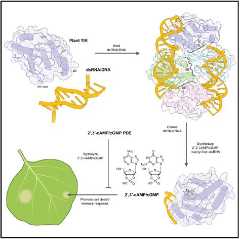 柴继杰cell最新发文：首次证明23 Camcgmp可由植物tir蛋白产生并正向调控植物免疫反应 生物通