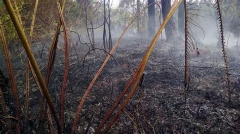 Kebakaran Gunung Argopuro Mulai Mereda Jalur Pendakian Masih Ditutup