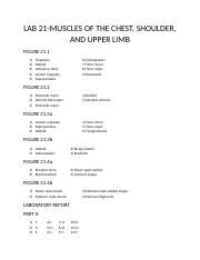 Lab Muscles Of The Chest Shoulder And Upper Limb Docx Lab