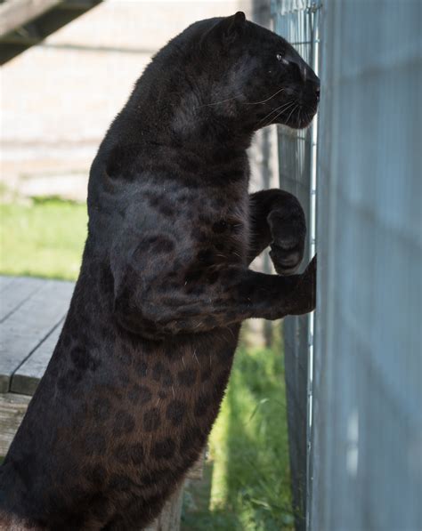 Unveiling the Myth: Black Panthers Revealed as Mystical Melanistic ...