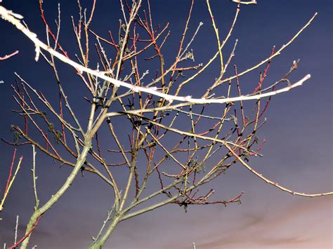 Fotos gratis árbol naturaleza césped rama invierno hoja flor