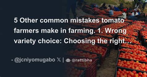 5 Other Common Mistakes Tomato Farmers Make In Farming 1 Wrong