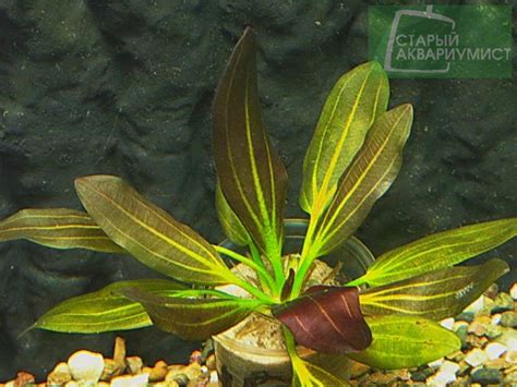Echinodorus Barthii- Эхинодорус Бартхи | Московские Аквариумные Растения