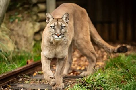 Mountain Lion Size Comparison | How Big Are They Really? - WildLifeGrow