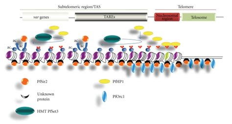 Hypothetical Model For Heterochromatin Assembly At P Falciparum