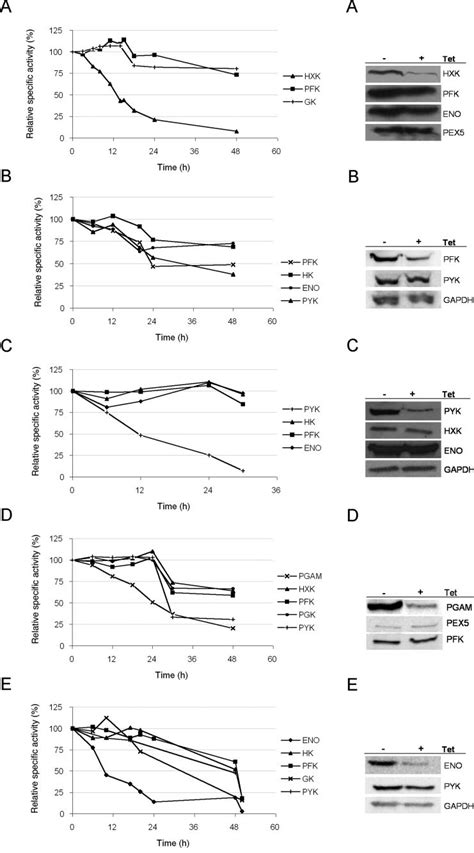 Changes In Enzyme Activities And Enzyme Levels In Bloodstream Form T