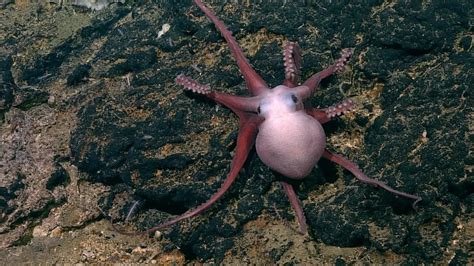 Muusoctopus Yaquinae Northeast Pacific Deep Exploration Project A