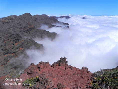 Canary Islands - Meet Wild Animals