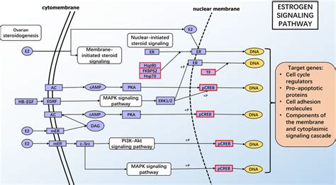 Kegg Pathway Of The Significantly Enriched Estrogen Signaling Pathway