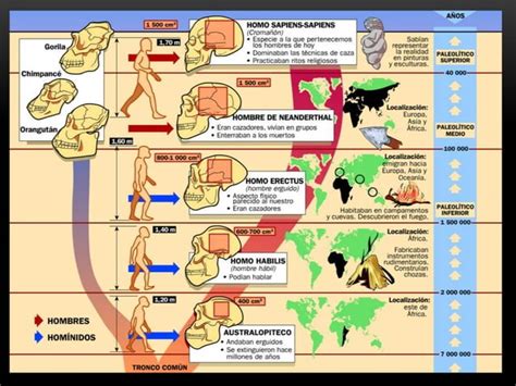 Proceso De Hominizaci N Ppt