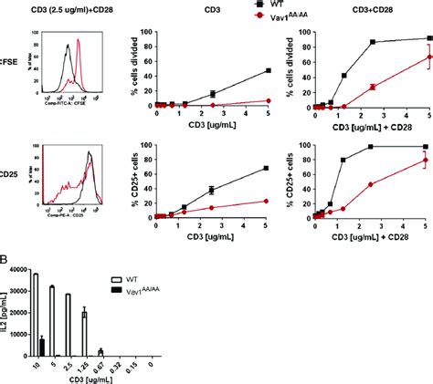 Vav1 Gef Function Affects T Cell Proliferation And Activation Purified