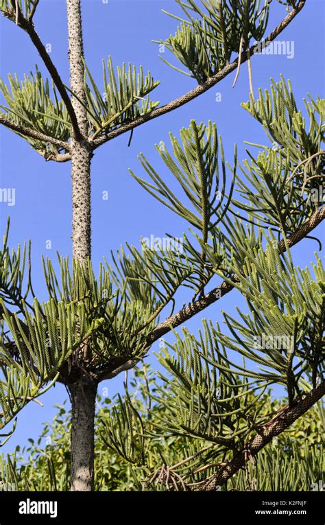 Norfolk Island Pine Araucaria Heterophylla Stock Photo Alamy