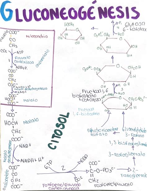 Gluconeogénesis Resumen Bioquímica Studocu