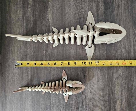 Megalodon Skeleton – Black Kraken Designs