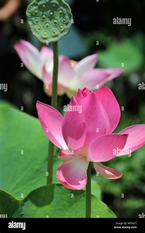 Pink Lotus The National Flower Of India Banque De Photographies Et D