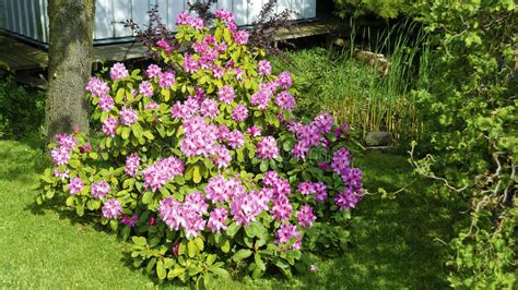 Arbusto Flourishing Cor De Rosa Do Rododendro Foto De Stock Imagem De