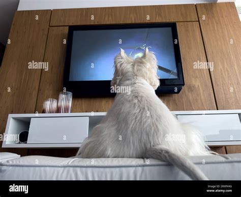 how to watch dog tv