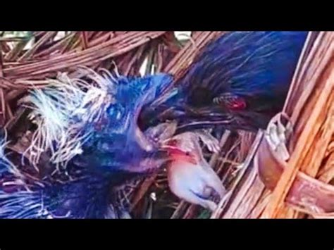 Tikus Kembali Jadi Korban Anak Bubut Yang Makin Besar YouTube