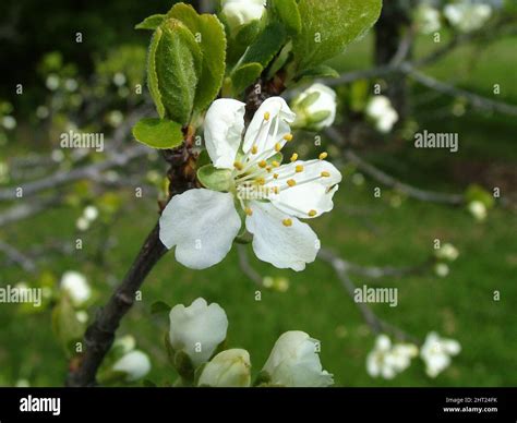 Flowering plum tree Stock Photo - Alamy