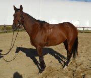 Recherche Demi Ou Pleine Pension Pour Jument Thoroughbred Demi