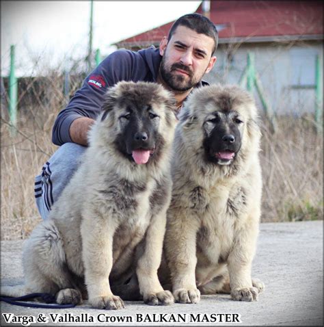 Gallery Balkan Master Kennel