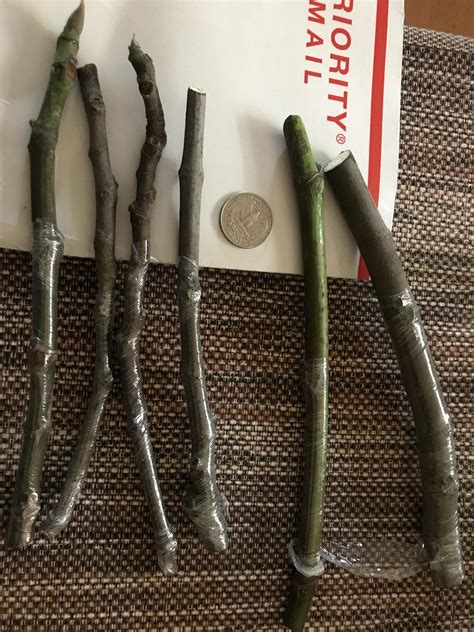 156 best r/figs images on Pholder | Useful tree pruning guide