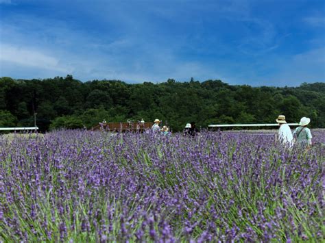 らんざんラベンダーまつり｜埼玉県公式観光サイト ちょこたび埼玉