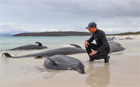 Mueren M S De Ballenas Piloto Varadas En Una Playa De Australia