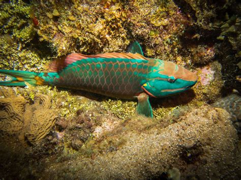 Stoplight Parrotfish Stoplight Parrotfish Sparisoma Virid Al