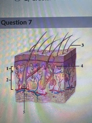 Practical 1 Labs 1 4 Flashcards Quizlet