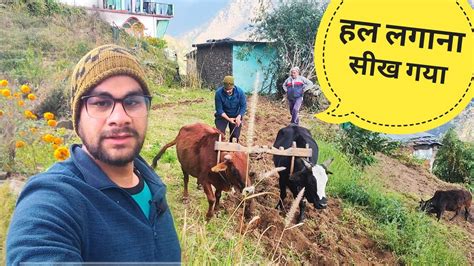 बैलों को सांप की तरह लहराया 😂 Himalayan Village Life Akki Ke