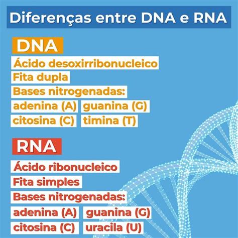 Cite 3 Diferenças Entre Dna E Rna