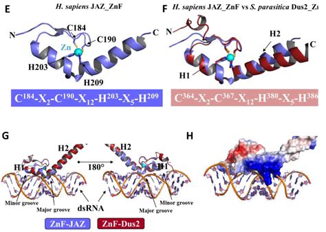 Biomolecules Free Full Text Evolutionary Diversity Of Dus2 Enzymes