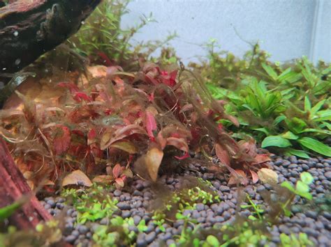 Algae identification and reasons | The Planted Tank Forum