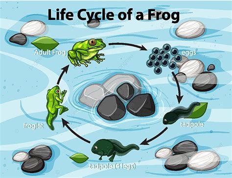 Diagrama Mostrando O Ciclo De Vida Do Sapo A Criatura Aqu Tica Do Sapo