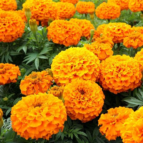 Buy Best Quality African Marigold F1 Dwarf Orange Flower Seeds Online Organic Bazar