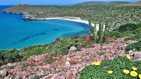 baja california nature land rocks flowers coast water beach