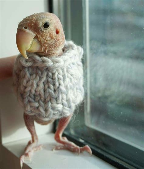 Pin By Samara Morgan On Rhea The Naked Birdie Pet Birds Bird Parrot